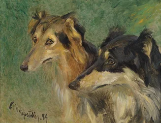 Portrait de deux chiens Borzoï